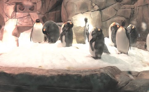 ����԰����