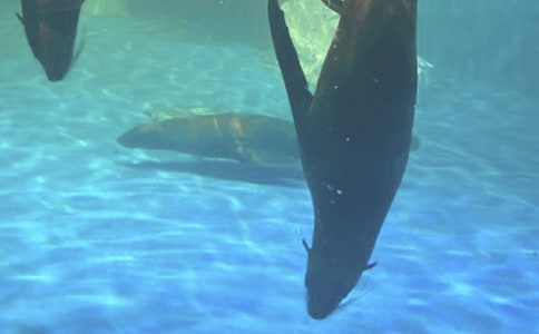 游大连老虎滩海洋公园作文(精选24篇)