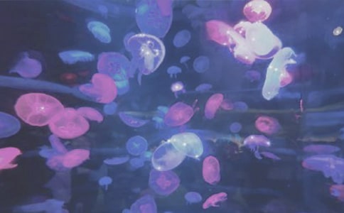 ���ں���԰�μǵ�����