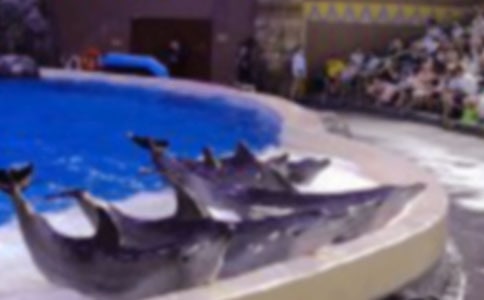 《蓝色海豚岛》读后感