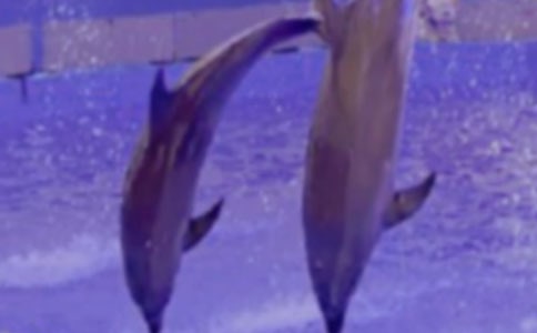 读《蓝色的海豚岛》有感汇编15篇