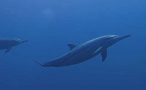 �ɰ���С����