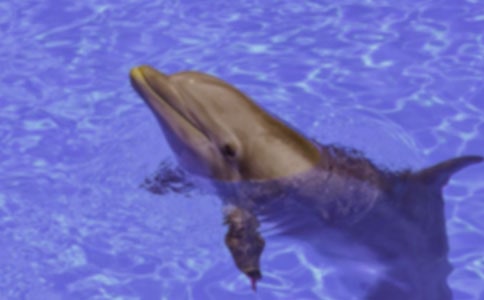 《蓝色的海豚岛》读后感800字