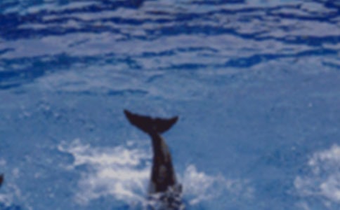 ����ɫ�ĺ��ൺ�������