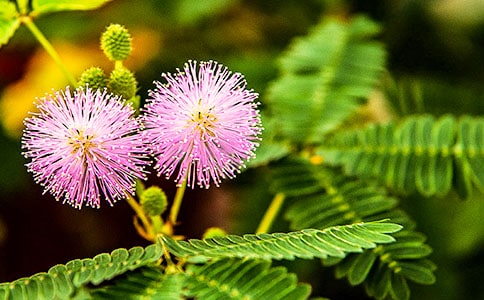 �۲��ռǡ����߲ݡ�