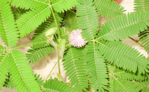 ���Ƽ������߲ݹ۲��ռ�