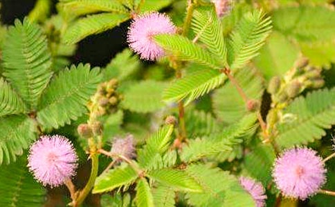 植物含羞草观察日记