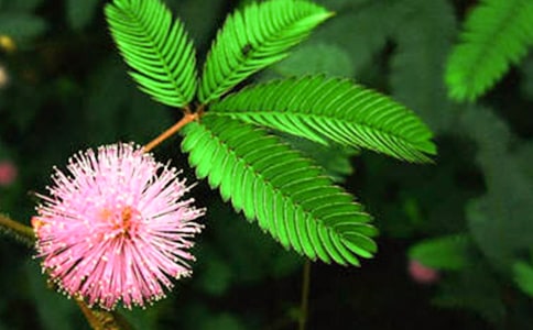 含羞草的秘密_初一作文