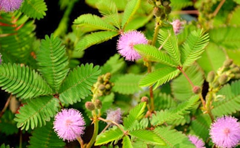 含羞草的秘密作文