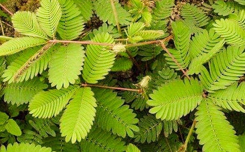 ���߲ݵ���������