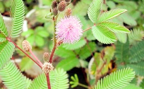 ���߲�����