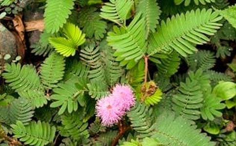 ��ϲ�����߲�����