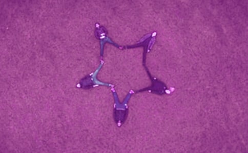 好友三人行小学生作文