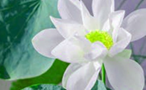 ��д�ɻ��ĺö�����