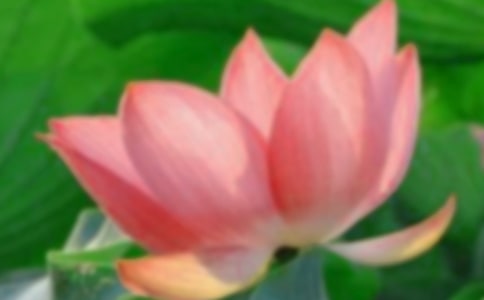 有关荷花的诗句(必备)