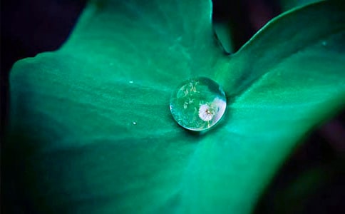 荷叶作文(通用40篇)