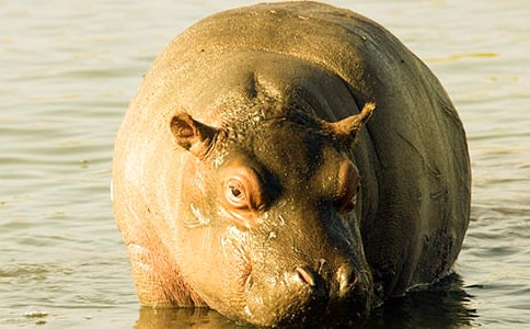 关于大河马水上乐园的作文(通用12篇)