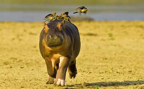 ��������ʳ�꡷Сѧ����з���