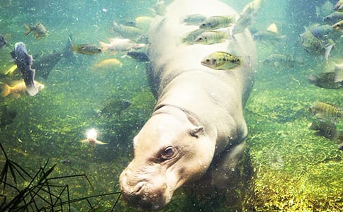 ���������ִ����̰�