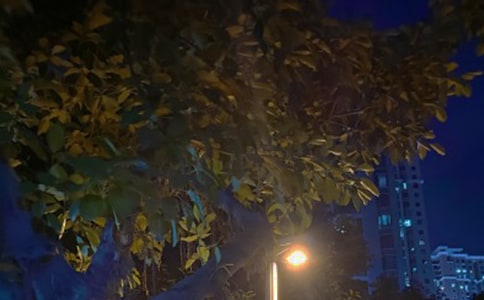 大班科学教案:白天先生与黑夜小姐教案及教学反思