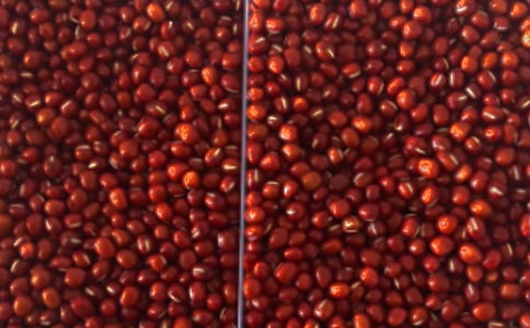 关于红豆发芽的观察日记(精选29篇)