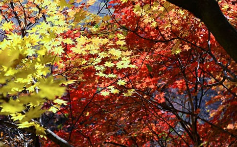 满山红叶似彩霞优美散文