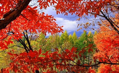 秋天的红叶作文(精选32篇)