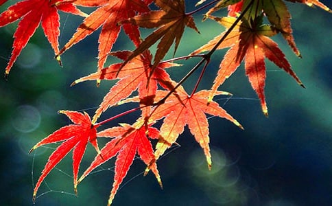 秋天的红叶作文