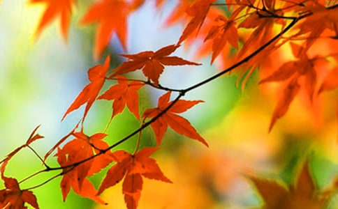 ������㡤��Ҷ�����״�������