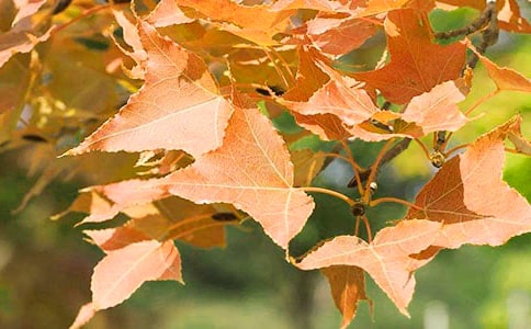 ��ɽ��Ҷ����