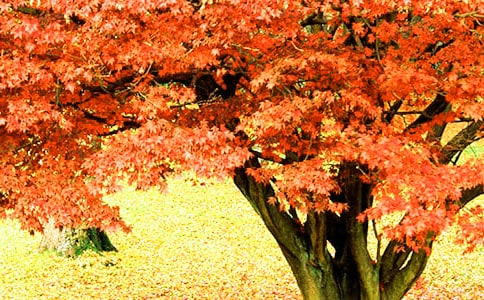 秋天的红叶作文【优秀20篇】