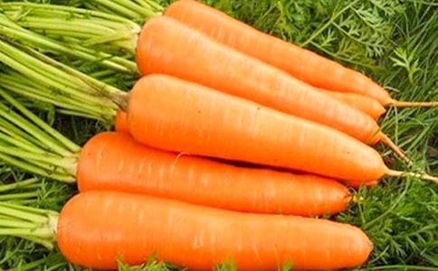 关于种胡萝卜的优秀作文(通用73篇)