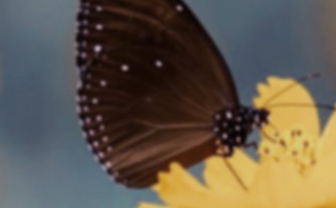 ������̰�