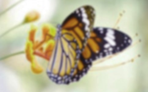 �������ĺ����������̰�