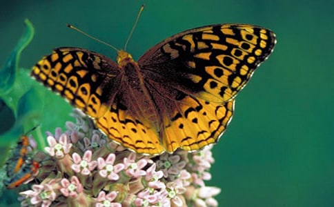 С�������̰������ͻ���˼