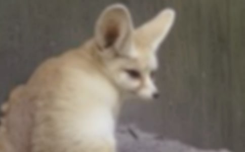 狐狸幼儿折纸教案