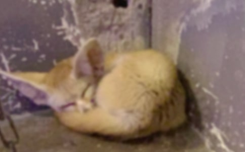 《狐狸和乌鸦》