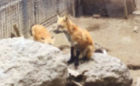 乌鸦与狐狸童话作文