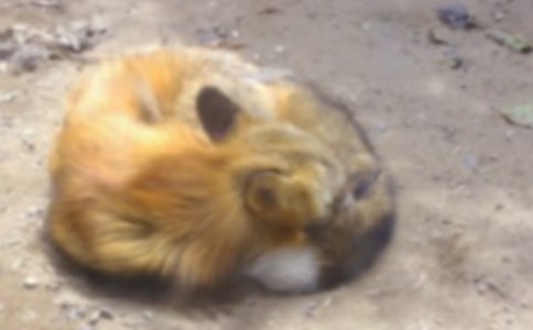 小班体育小鸭与狐狸教案反思