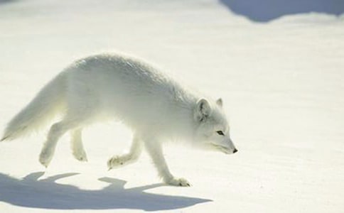 读再被狐狸骗一次有感100字