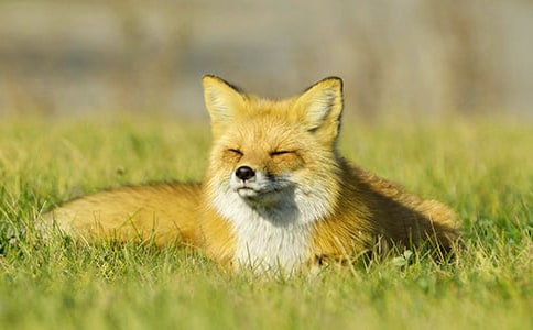 《狐狸和乌鸦》教案及反思