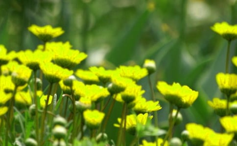 文字里绽放的花朵散文鉴赏