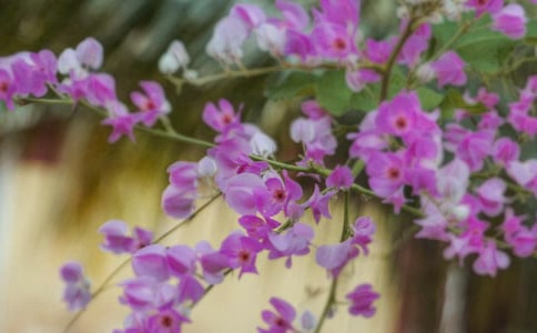 开在心灵深处的花朵