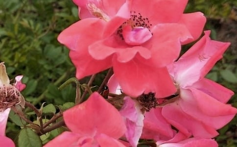 开在内心深处的花朵