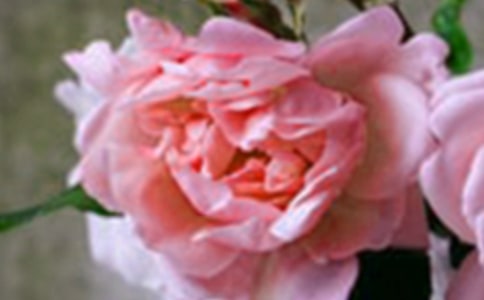 ����еĻ���Сѧ������