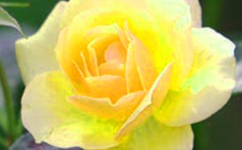 ����Զ���������������Ļ�������ɢ��