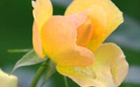 开在心灵深处的花朵作文(精选45篇)