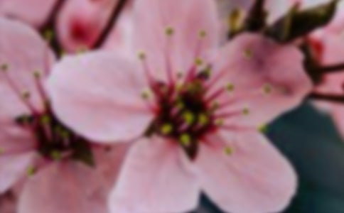 绽放夏日热情的花朵作文_小学生作文