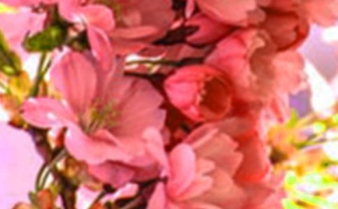 鸟是树的花朵读后感1000字