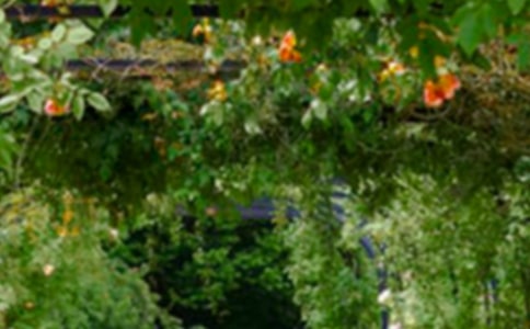 小班科学教案:花园里的花教案及教学反思